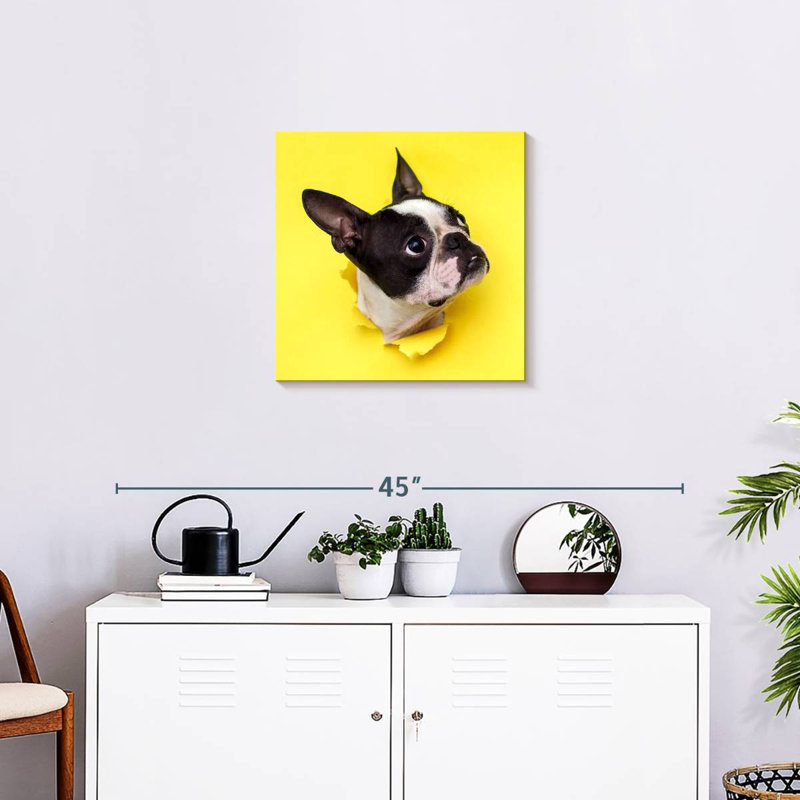 Crowle Boston Terrier Face