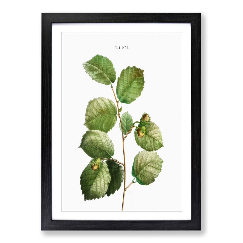 Hazelnut Tree Branch by Pierre-Joseph Redoute - Picture Frame Painting Print, Black Framed, 36cm H x 27cm W x 2cm D