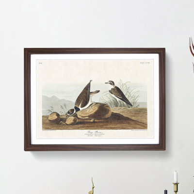 Ring Plover Birds by John Audubon - Picture Frame Painting Print