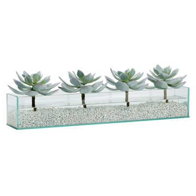 Plantes succulentes en verre d'aquarium rectangulaire