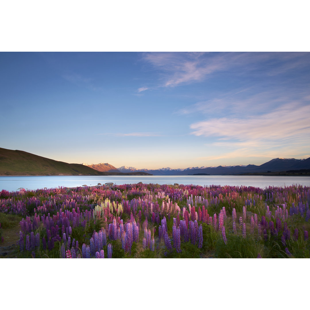 Lupinen vom Lake Tekapo von Simonbradfield - Ohne Rahmen auf Leinwand drucken