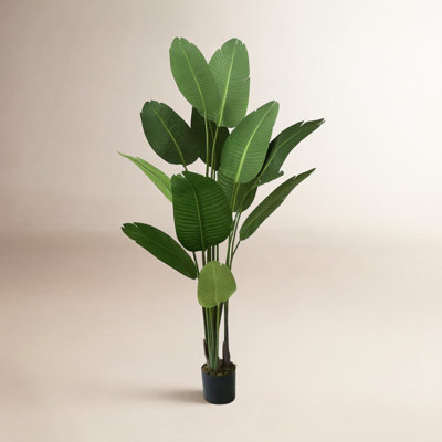 Bird of Paradise in Pot