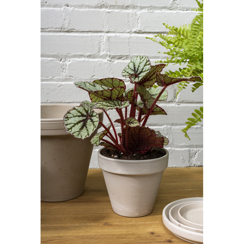 Pot à fleurs Rebertha, H 4,25 po x l 4,5 po x P 4,5 po
