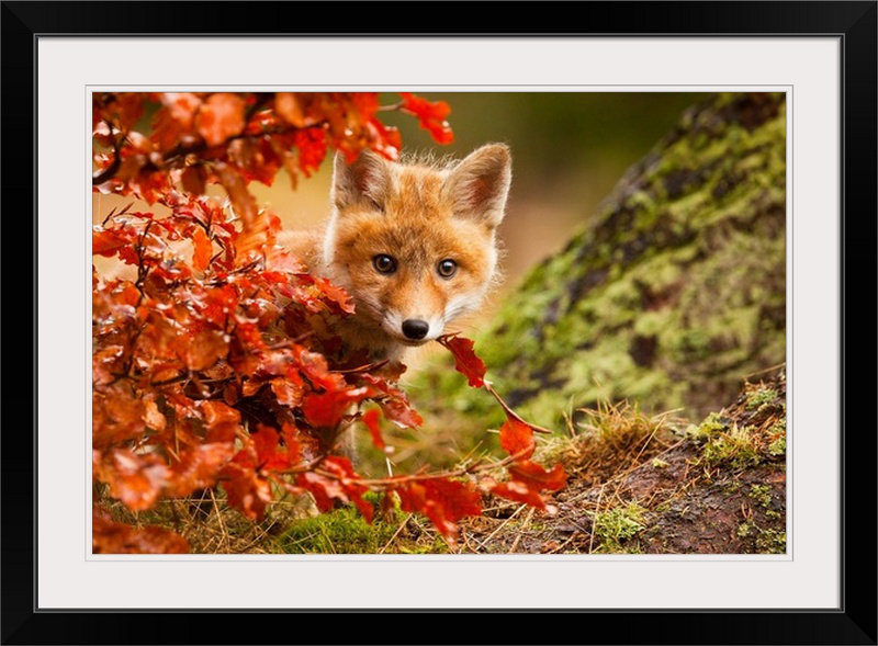 «Straub Fox» par Robert Adamec - reproduction de photo, H 28 po x l 38 po x P 1 po, Cadre noir