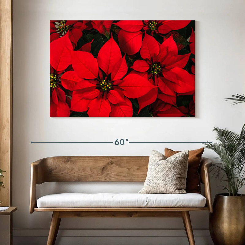Poinsettia cramoisi
