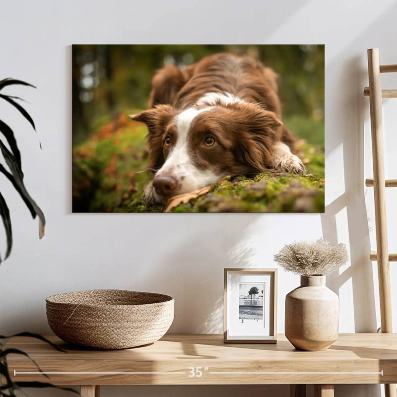 Border collie adorable, H 16 po x l 24 po
