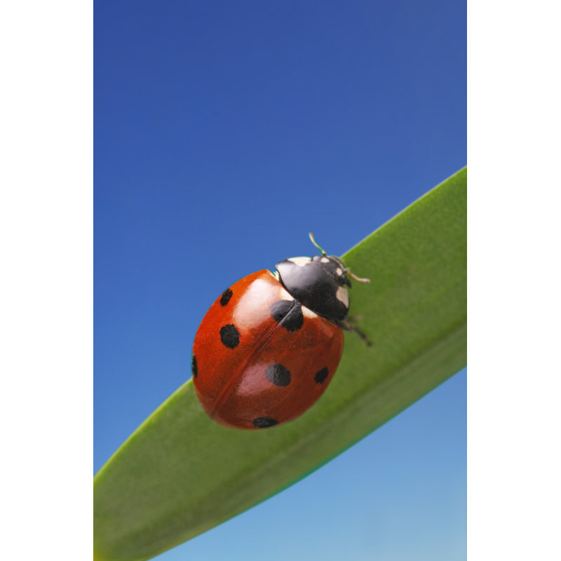 Sonali Ladybug - Wrapped Canvas Print, 122cm H x 81cm W x 3.8cm D