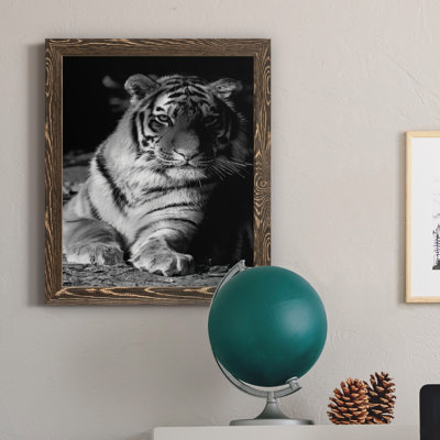 Tiger Repose - photographie avec cadre photo sur toile