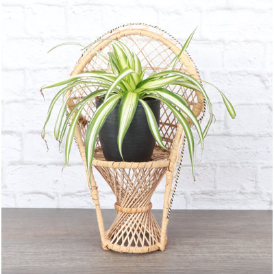 Live Spider Plant in Classic Pot