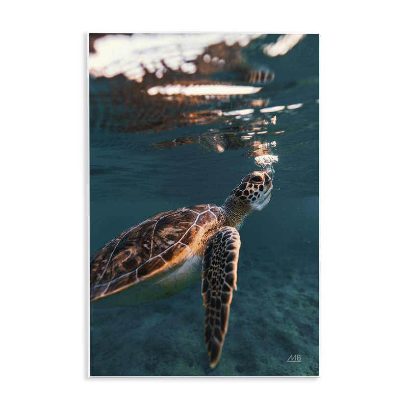 «Blowing Bubbles Turtle» par Max Blakesberg Studios, H 19 po x l 13 po