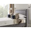 Evita Upholstered Headboard-16554048-25293407