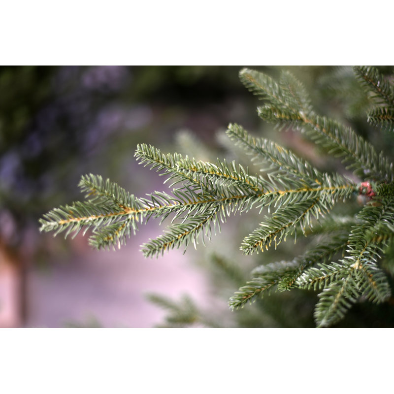 Arkansas Deluxe Full PE Dark Green Fir Artificial Christmas Tree with Wooden Stand, 6.99ft H x 4.66ft W x 4.66ft D