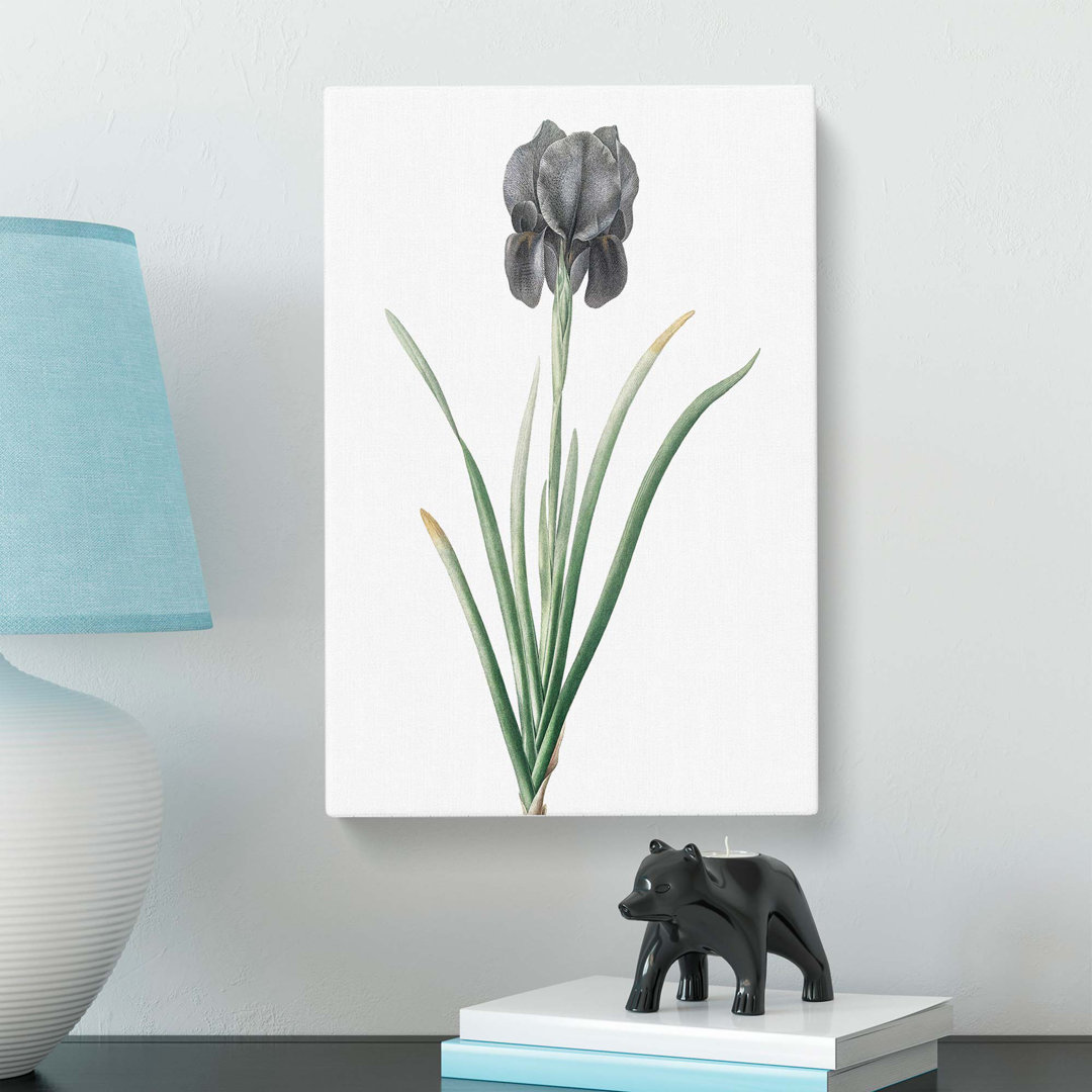 Mourning Iris Flower by Pierre-Joseph Redoute - Wrapped Canvas