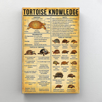" Tortoise Knowledge "