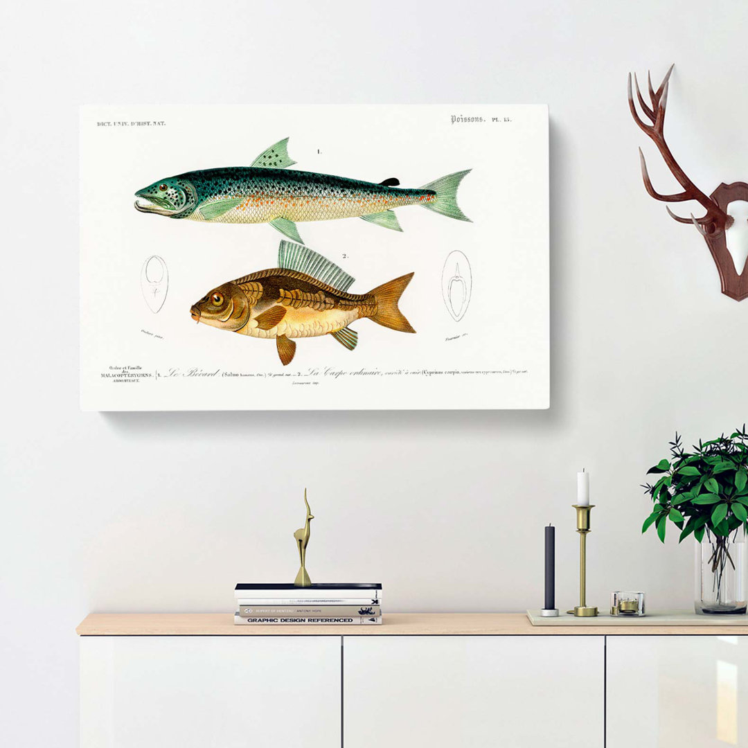 Fish Illustrations PL.15 by Charles D Orbigny - Wrapped Canvas