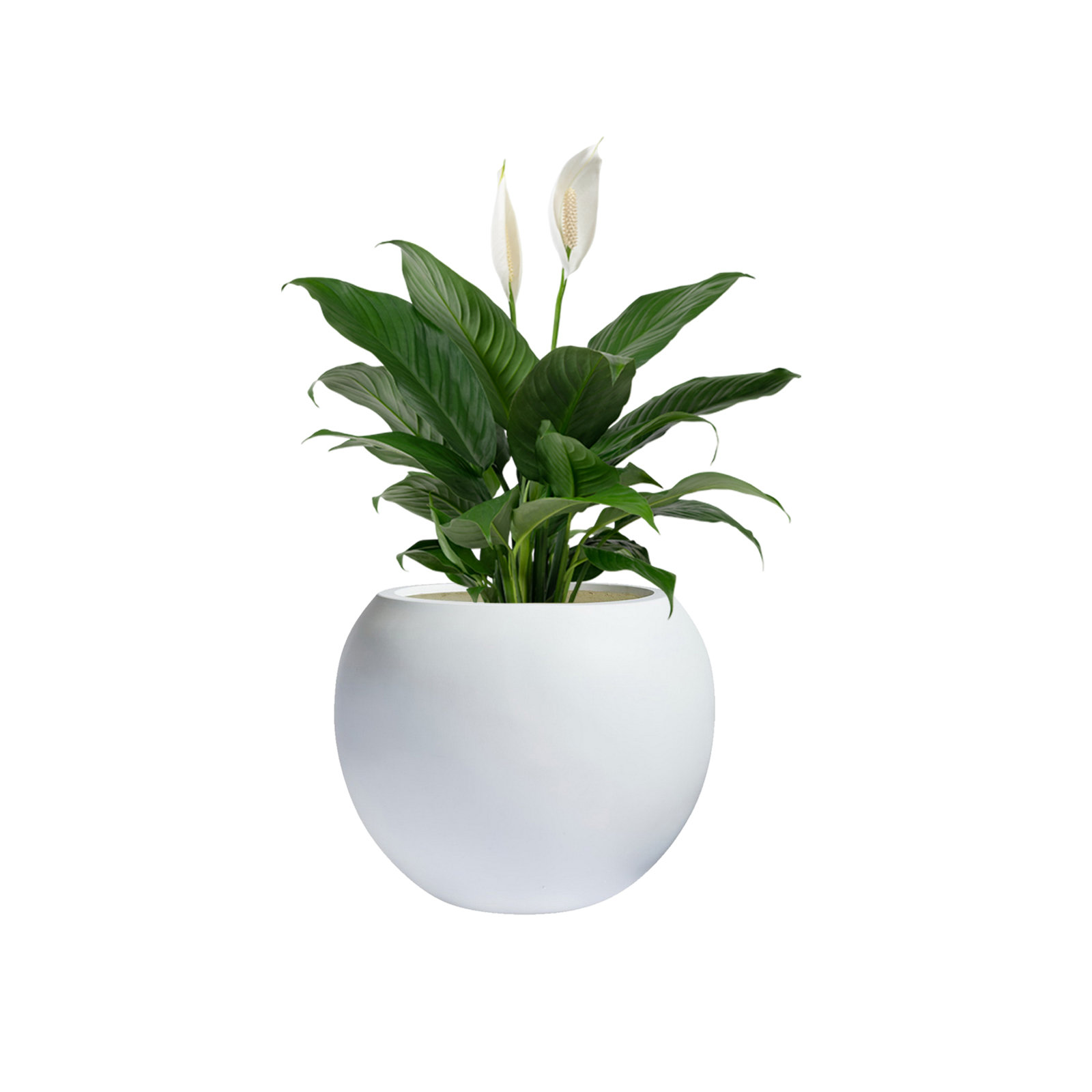Dorlis Fiberstone Pot Planter, White, 13.5" H x 17" W x 17" D