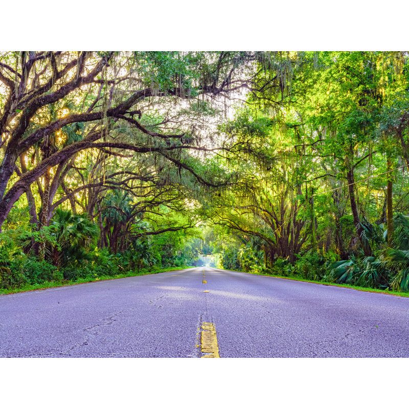 Green Trees On Street View In Gainesville, Florida Print by Brian Mc Clean, Wrapped Canvas, 24" H x 32" W