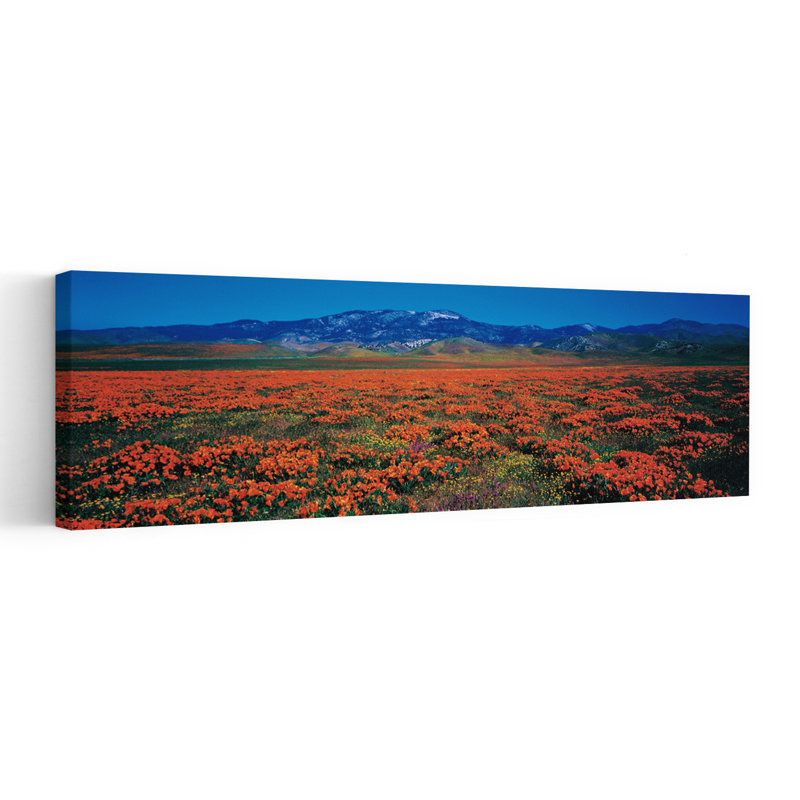 Champ, coquelicots, Antelope Valley, Californie, États-Unis, H 20 po x l 60 po