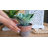 Faux Succulent Plant