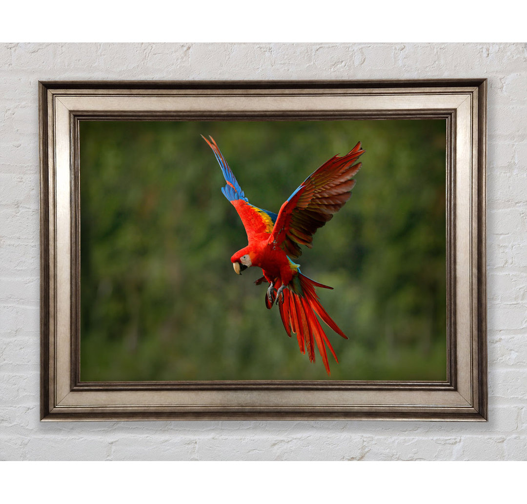 Red Mccaw In Flight - Einzelner Bilderrahmen Kunstdrucke