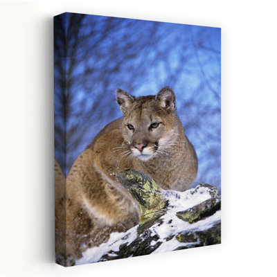 MOUNTAIN LION Felis concolor NORTH AMERICA 1 Piece Wrapped Canvas Wall Art