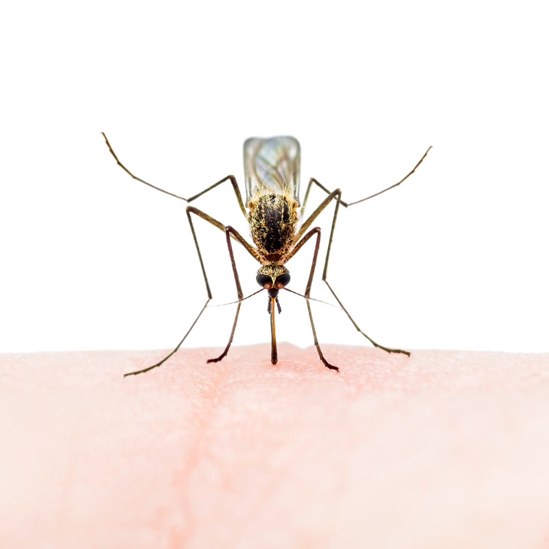 Briganti Closeup Of Mosquito - Wrapped Canvas Print, 30cm H x 30cm W x 3.8cm D