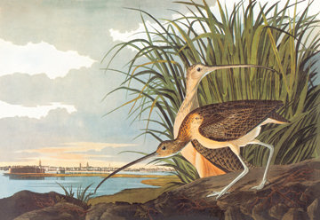 « curlew billed » par john james audubon, reproduction d’art sur toile tendue