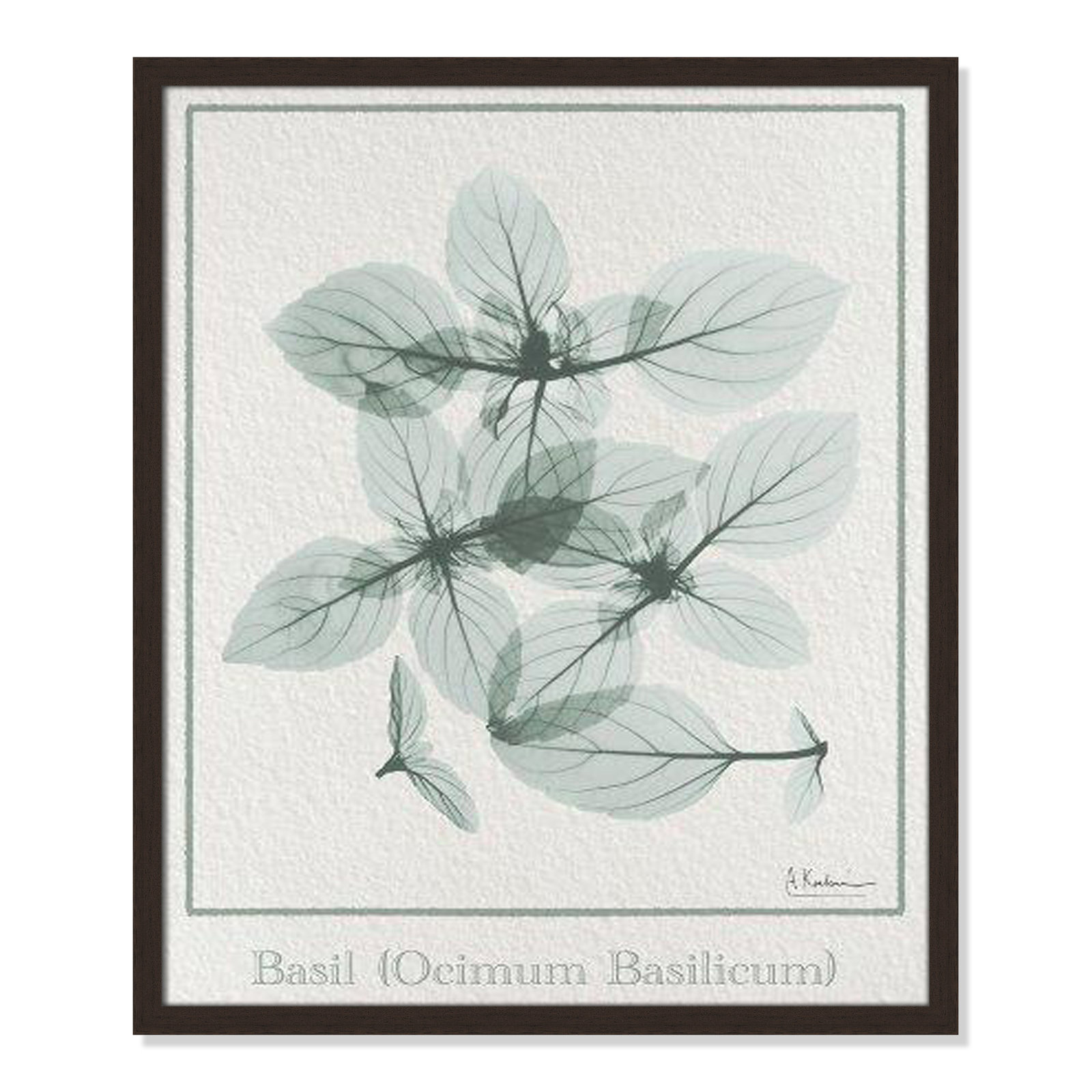 Jeanette "Basil Ocimum Basilicum" Painting, 25.5" H x 21.5" W x 1.25" D, Black Framed Paper