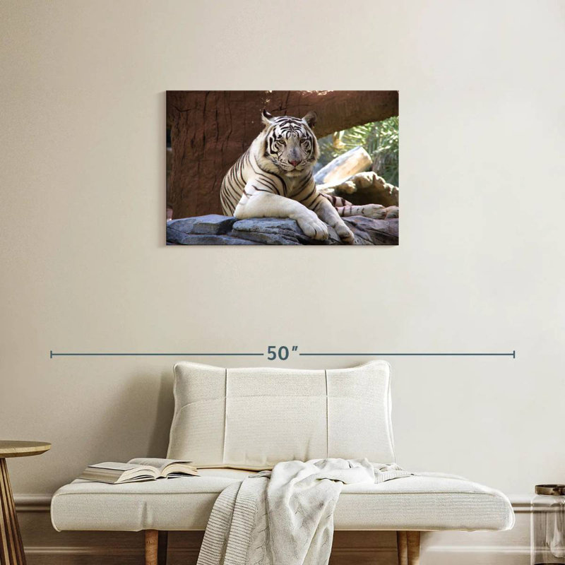 Crowle Resting White Tiger, 20" H x 30" W