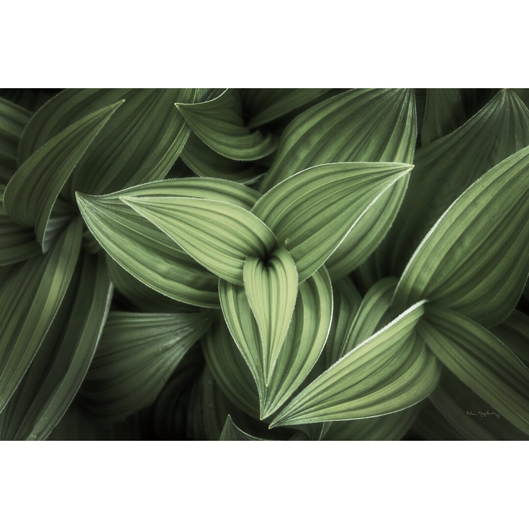 Leinwandbild Corn Lily II von Alan Majchrowicz