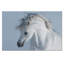 Stallion Print-1275731629-1303846540