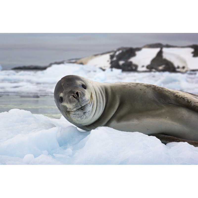 Smiling Sea Lion - Wrapped Canvas Print, 81cm H x 122cm W x 3.8cm D