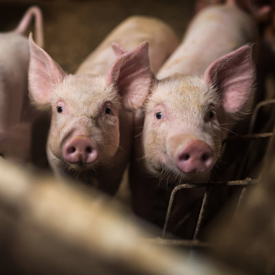 Pigs - Wrapped Canvas Print