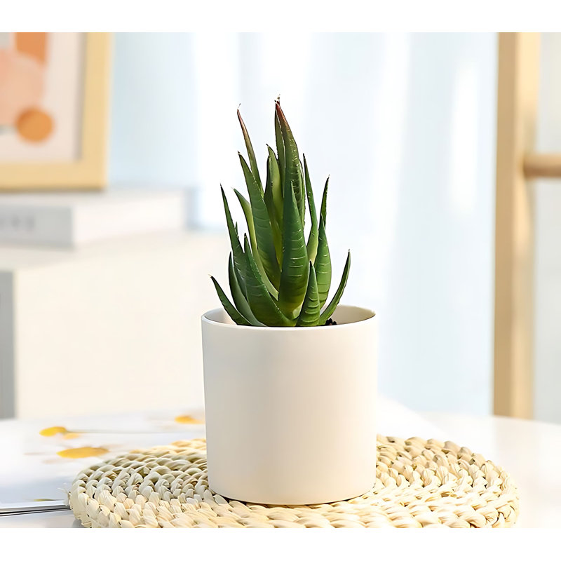 Plante grasse de 7,08 po
