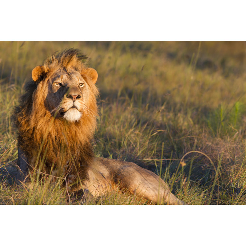 Lion mâle - photographie sur toile tendue, H 8 po x l 12 po x P 1,25 po