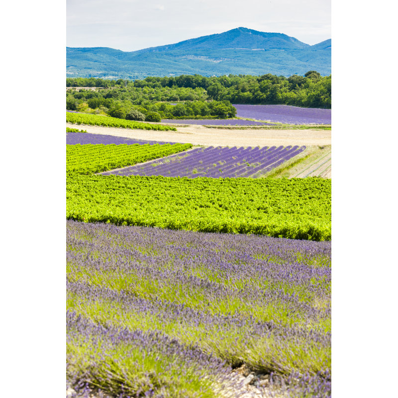 Lavender Fields With Vineyards - Wrapped Canvas Print, 30cm H x 20cm W x 3.8cm D