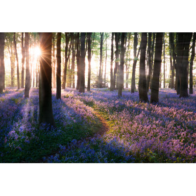 " Bluebell Woods Path " by Simotion