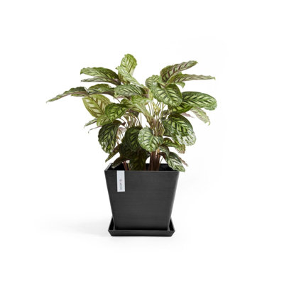 Jardinières en pot