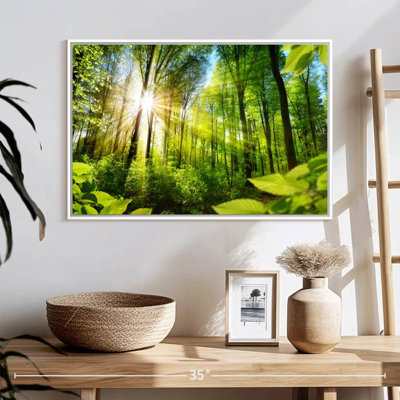 Forest Sunshine