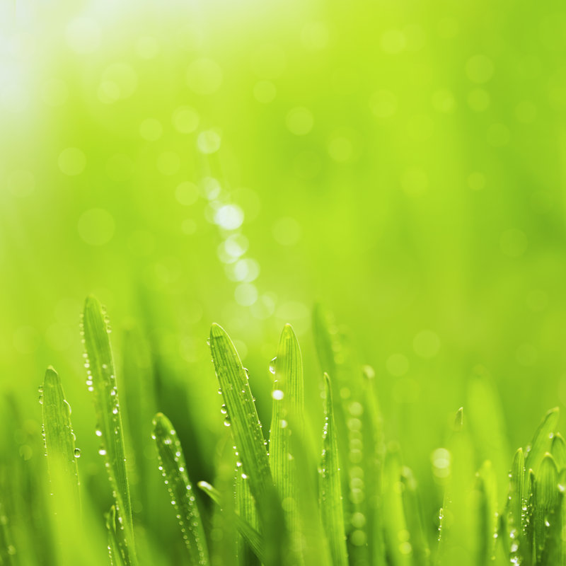 Fond d'herbe verte par Ithinksky, H 30 po x l 30 po