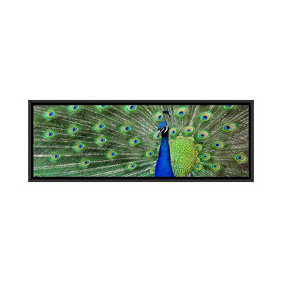 Reproduction de couleur peacock (panoramique), reproduction de photo sur toile