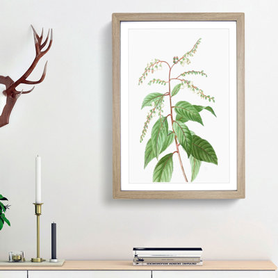 Lily of the Valley Tree by Pierre-Joseph Redoute - Picture Frame Painting Print