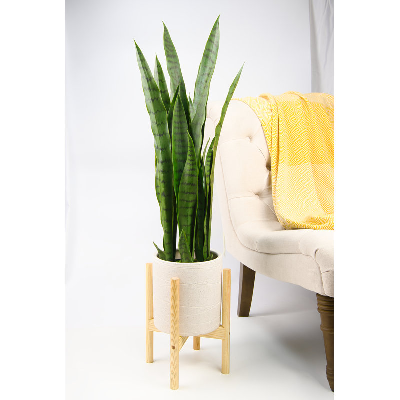 Pot à fleurs Jayzeon, Ivoire / hêtre naturel, H 7 po x l 6,9 po x P 6,9 po