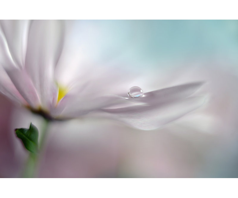 Wrapped Canvas Print, 50.8 cm H x 76.2 cm W