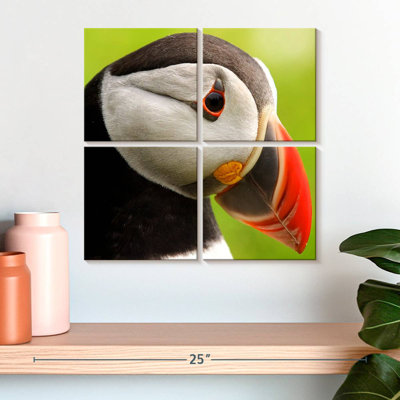Brampt Wild Puffin