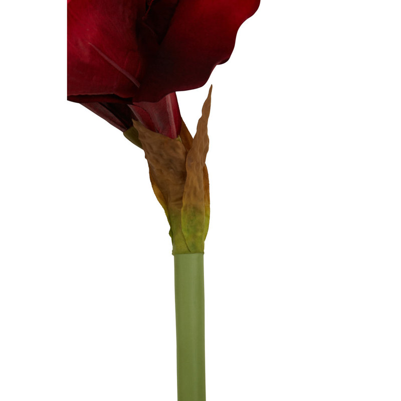 Fiori Amaryllis Arrangement
