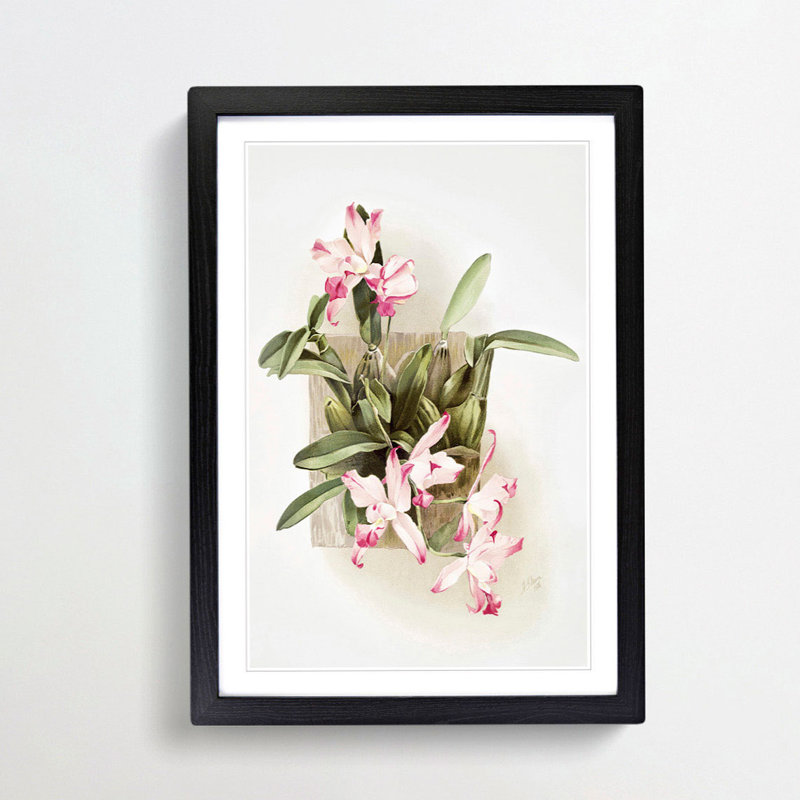Magnolia Flowers Illustration Tab. 10 by Frederick Sander - Picture Frame Painting Print, Black, 60cm H x 40cm W x 2cm D