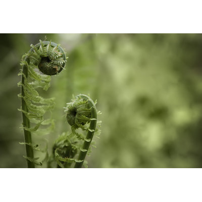 Fiddlehead Ferns by Cglade