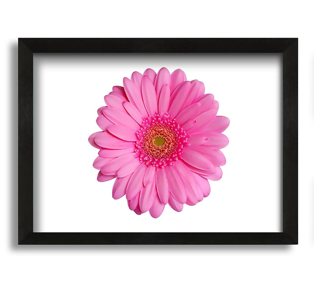 Gerahmtes Leinwandbild Baby Pink Gerbera Petals