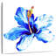 Hibiscus bleu vif-109221750
